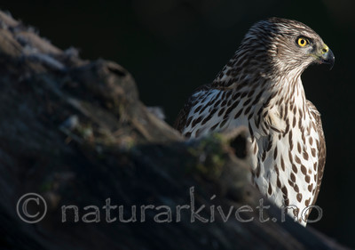 BB 15 0035 / Accipiter gentilis / Hønsehauk